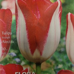 Tulpės triumfo žemos baltai raudonos 'ALECTRIC', 10 svogūnėlių NAUJIENA 2020 m.