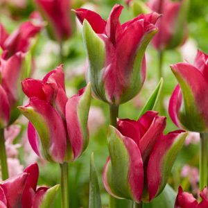 Tulpės žaliažiedės purpurinės 'GREEN LOVE', po 1 vnt. iš dėžės NAUJIENA 2022 m.