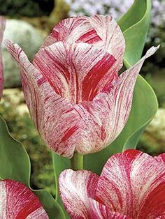 Tulpės Rembranto Hemisphere
