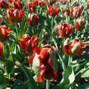 Tulpės žaliažiedės tamsiai raudonos 'HOLLYWOOD', po 1 vnt. iš dėžės NAUJIENA 2022 m.