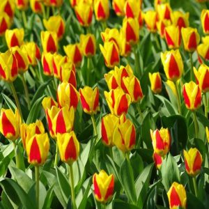 Tulpės žemos ankstyvos geltonos su raudonais „geltonos žvakės“ 'STRESA', 10 vnt