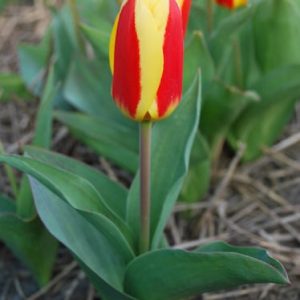 Tulpės žemos ankstyvos geltonos su raudonais „geltonos žvakės“ 'STRESA', 10 vnt