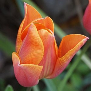 Tulpės triumfo oranžinės 'VERONIQUE SANSON', po 1 svogūnėlį NAUJIENA 2021 m.