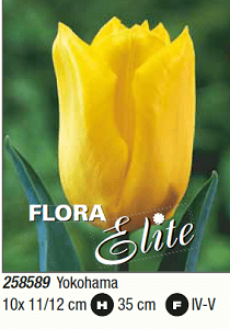 Tulpės triumfo ankstyvos geltonos YOKOHAMA', 10 svogūnėlių