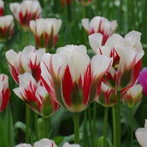 Tulpės žaliažiedės baltos raudonais dryžiais 'FLAMING SPRING GREEN', po 1 vnt. iš dėžės NAUJIENA 2022 m.