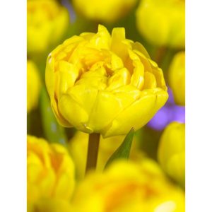 Tulpės pilnavidurės geltonos vėlyvos 'YELLOW POMPONETTE', 10 vnt. NAUJIENA 2022 m.