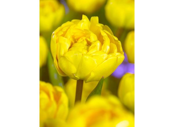 Tulpės Yellow Pomponette (Double Late)