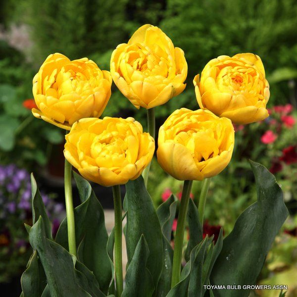 Tulpės pilnavidurės geltonos vėlyvos 'YELLOW POMPONETTE', 10 vnt. Elite Tulpės pilnavidurės geltonos vėlyvos 'YELLOW POMPONETTE', 10 vnt. Elite