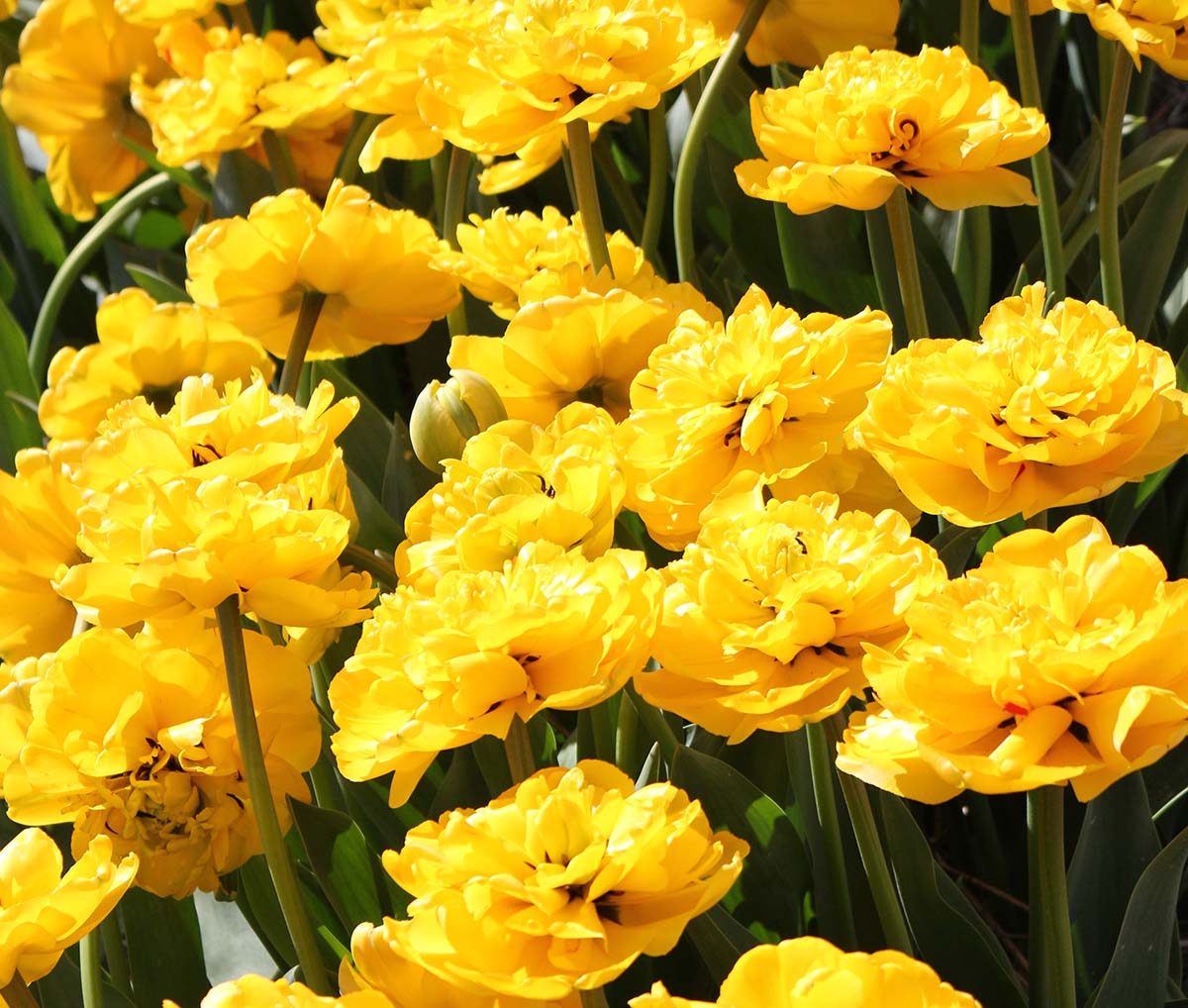 Tulpės pilnavidurės geltonos vėlyvos 'YELLOW POMPONETTE', 10 vnt. Elite Tulpės pilnavidurės geltonos vėlyvos 'YELLOW POMPONETTE', 10 vnt. Elite