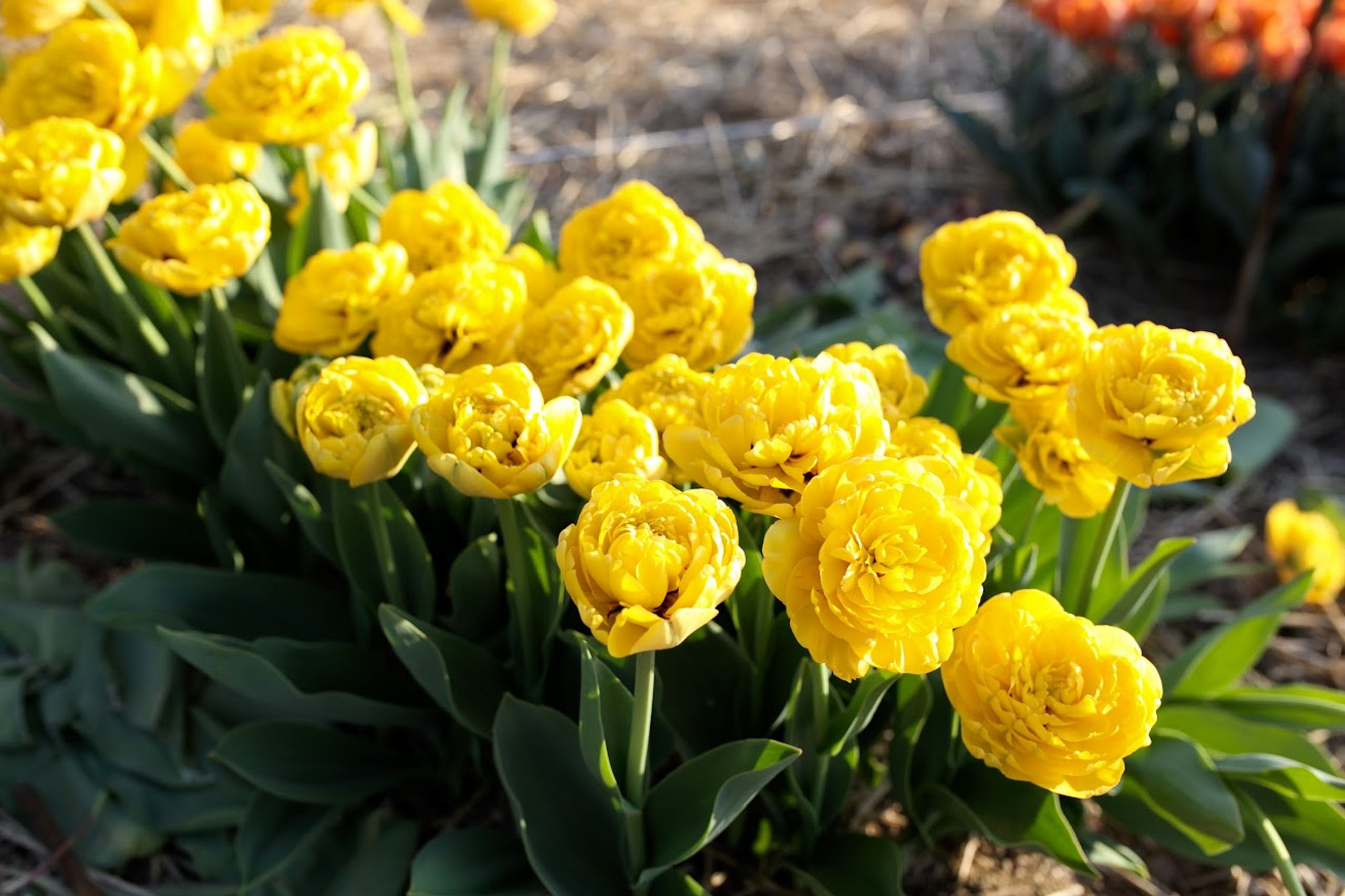 Tulpės pilnavidurės geltonos vėlyvos 'YELLOW POMPONETTE', 10 vnt. Elite Tulpės pilnavidurės geltonos vėlyvos 'YELLOW POMPONETTE', 10 vnt. Elite