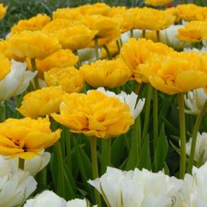 tulpės yellow Pomponette ir baltos pilnavidurės