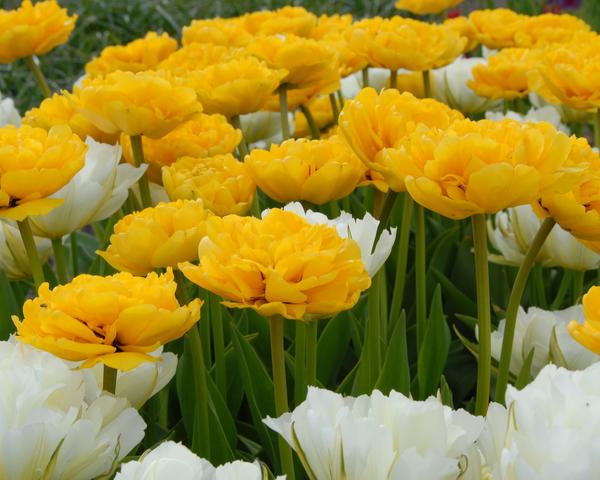 Tulpės pilnavidurės geltonos vėlyvos 'YELLOW POMPONETTE', 10 vnt. Elite Tulpės pilnavidurės geltonos vėlyvos 'YELLOW POMPONETTE', 10 vnt. Elite
