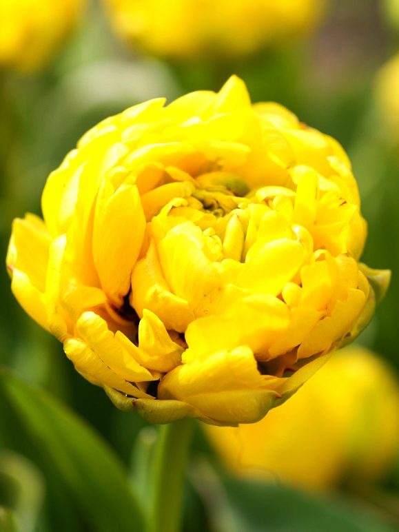Tulpės pilnavidurės geltonos vėlyvos 'YELLOW POMPONETTE', 10 vnt. Elite Tulpės pilnavidurės geltonos vėlyvos 'YELLOW POMPONETTE', 10 vnt. Elite