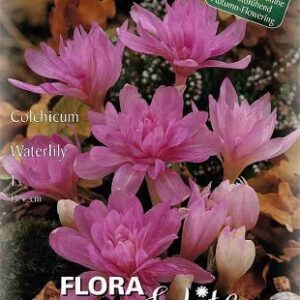 Vėlyviai (Colchicum) pilnaviduriai, alyviniai, žydi rudenį 'WATERLILY', 1 svogūnėlis (Elite) Vėlyviai (Colchicum) pilnaviduriai, alyviniai, žydi rudenį 'WATERLILY', 1 svogūnėlis (Elite)