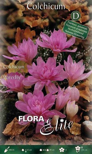 Vėlyviai (Colchicum) pilnaviduriai, alyviniai, žydi rudenį 'WATERLILY', 1 svogūnėlis (Elite) Vėlyviai (Colchicum) pilnaviduriai, alyviniai, žydi rudenį 'WATERLILY', 1 svogūnėlis (Elite)