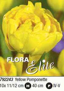 Tulpės pilnavidurės (bijūninės) geltonos, vėlyvos 'YELLOW POMPONETTE', 7 svogūnėliai (Elite)