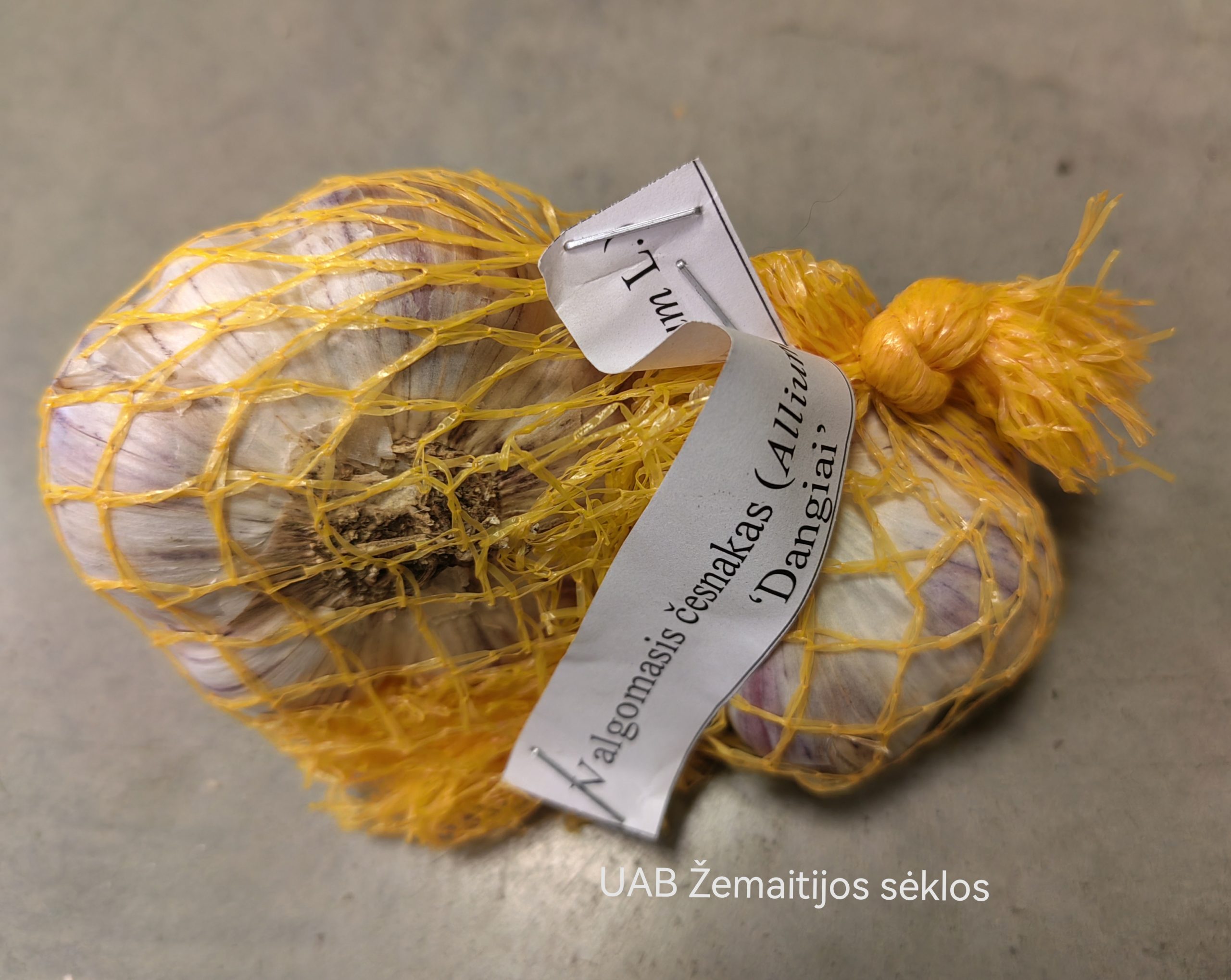 Valgomieji česnakai žieminiai 'DANGIAI' (iš Babtų LAMMC instituto) 100 g (sertifikuoti) Valgomieji česnakai žieminiai 'DANGIAI' (iš Babtų LAMMC instituto) 100 g (sertifikuoti)