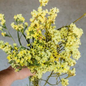 Karpytalapiai kermėkai geltoni, vienmetės 0,4 g A. Karpytalapiai kermėkai geltoni, vienmetės 0,4 g A.