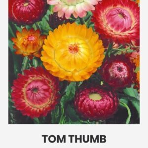 Darželiniai šlamučiai mišinys, vidutinio aukščio 'TOM THUMB' 0,5 g A.