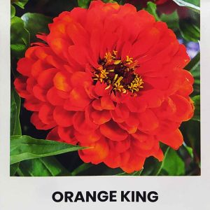 Gvaizdūnės zinijos oranžinės 'ORANGE KING' 1 g A.