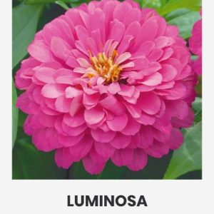 Gvaizdūnės zinijos rožinės 'LUMINOSA' 1 g A.