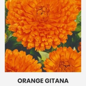 Vaistinės medetkos oranžinės 'ORANGE GITANA', 2 g A.