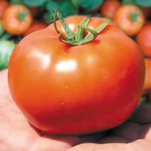 Pomidorai mėsingi vidutinio ankstyvumo 'BOBCAT F1' 5 sėklos (atskaičiuotos)