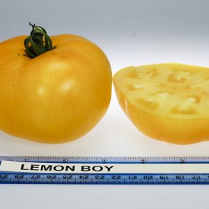Pomidorai geltoni derlingi 'LEMON BOY F1' 5 sėklos (atskaičiuotos) NAUJIENA 2023 m.