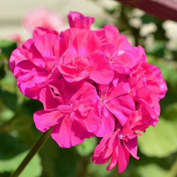 Pelargonijos krūminės hibridinės rožinės 'GAMA F1' 0,05 g L. Pelargonijos krūminės hibridinės rožinės 'GAMA F1' 0,05 g L.