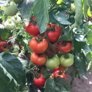 Pomidorai ankstyvi derlingi šiltnamiui 'MOLDOVEANU F1' 10 sėklų AGR. NAUJIENA 2023 m.