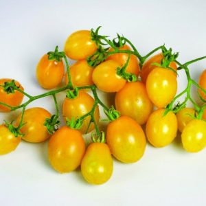 Pomidorai žemi geltoni, tinka vazonui 'PEARDROPS' 10 sėklų (atskaičiuotos) NAUJIENA 2022 m.