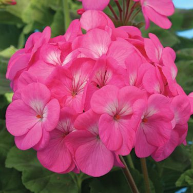 Pelargonijos krūminės hibridinės rožinės 'GAMA F1' 0,05 g L. Pelargonijos krūminės hibridinės rožinės 'GAMA F1' 0,05 g L.