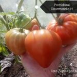 Pomidorai širdies formos labai derlingi 'GOURMANDIA F1' po 1 sėklą (skaičiuojamos) NAUJIENA 2022 m.