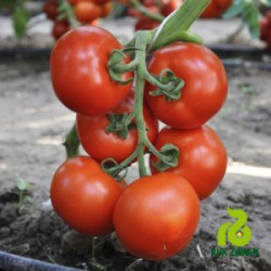 Aukštaūgiai pomidorai atsparūs ligoms 'TOLSTOI F1' 20 sėklų (atskaičiuotos) ŽS.
