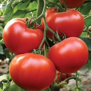 Aukštaūgiai pomidorai atsparūs ligoms 'TOLSTOI F1' 20 sėklų (atskaičiuotos) ŽS.