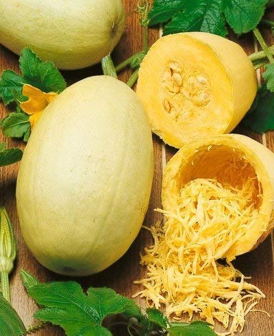 Moliūgai „spagetiniai“, (cukinijos spagetinės) 'MAKARONOWA WARSZAWSKA' 2 g Moliūgai „spagetiniai“, (cukinijos spagetinės) 'MAKARONOWA WARSZAWSKA' 2 g