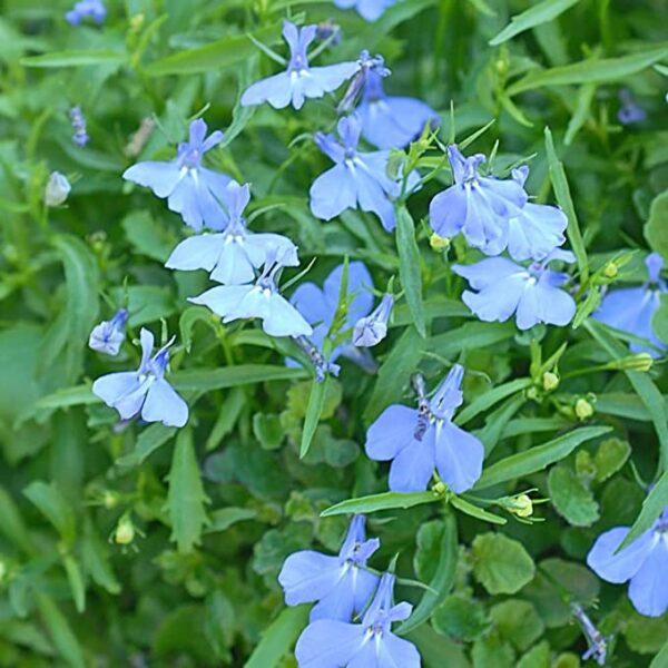 Lobelijos krūminės žydros 'CAMBRIDGE BLUE' 2500 sėklų (Naudinga pakuotė) J.