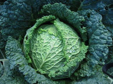 Kopūstai garbanotieji, savojos, gūžiniai, vidutinio ankstyvumo, švelnaus skonio ‘MELISSA H’ 20 sėklų BS. Kopūstai garbanotieji, savojos, gūžiniai, vidutinio ankstyvumo, švelnaus skonio ‘MELISSA H’ 20 sėklų BS.