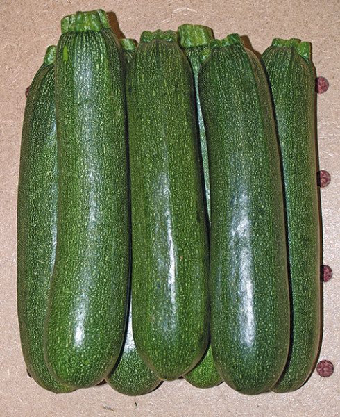 Cukinijos ankstyvos, derlingos, atsparios miltligei 'DIAMANT F1' 5 sėklos S. Cukinijos ankstyvos, derlingos, atsparios miltligei 'DIAMANT F1' 5 sėklos S.