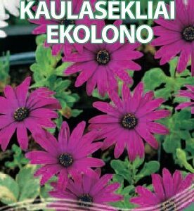 Kaulasėkliai Ekolono (Osteospermum ecklonis), mišinys 10 sėklų S.