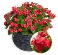 Visadžydės pilnavidurės begonijos (ledukai), žaliais lapais, žemos 'RAUDONA FĖJA F1' 30 granulių S. NAUJIENA 2023 m. Visadžydės pilnavidurės begonijos (ledukai), žaliais lapais, žemos 'RAUDONA FĖJA F1' 30 granulių S. NAUJIENA 2023 m.