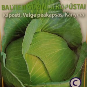 Kopūstai rauginimui, balandėliams ‘BRUNSWICK' 2,5 g HOR.