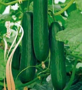 Agurkai ilgavaisiai salotiniai iki 35 cm, labai skanūs 'SALADIN F1’ 6 sėklos S.