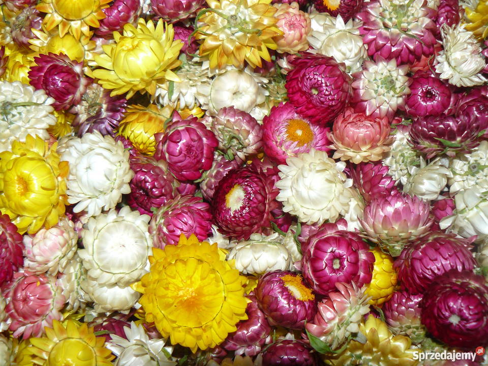 Darželiniai šlamučiai aukšti, mišinys 1 g (Naudinga pakuotė) L. Darželiniai šlamučiai aukšti, mišinys 1 g (Naudinga pakuotė) L.