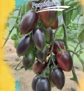 Pomidorai ankstyvi, ovaliais tamsiai violetiniai su raudonais vaisiais, gausios kekės 'SIDRA F1' 5 sėklos S. NAUJIENA 2023 m.