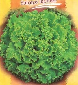 Salotos lapinės, atsparios sužydėjimui 'AFICION' 0,2 g S.