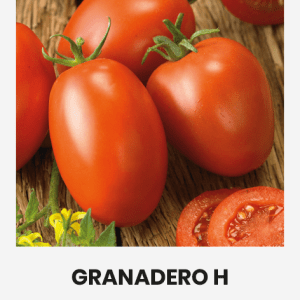 Aukštaūgiai pomidorai nevandeningais vaisiais 'GRANADERO H' 10 sėklų A. (TV „Svajonių sodai“) NAUJIENA 2023 m.