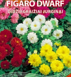 Darželiniai jurginai, žemi, pilnaviduriai, mišinys 'FIGARO DWARF' 0,5 g S.