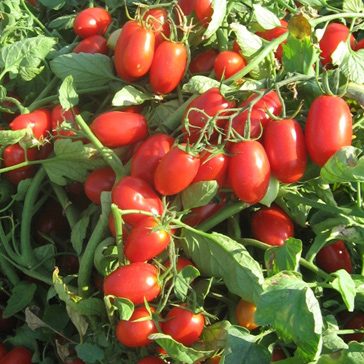 Pomidorai žemi, vyšniniai pailgi, skanūs, atsparūs ligoms 'MINIMARZANO H ' 10 sėklų A. Pomidorai žemi, vyšniniai pailgi, skanūs, atsparūs ligoms 'MINIMARZANO H ' 10 sėklų A.