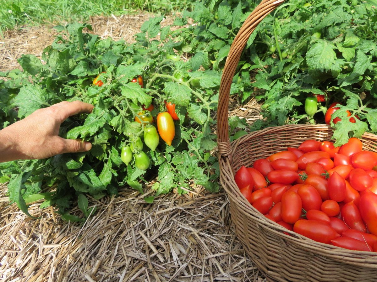 Pomidorai žemi, vyšniniai pailgi, skanūs, atsparūs ligoms 'MINIMARZANO H ' 10 sėklų A. Pomidorai žemi, vyšniniai pailgi, skanūs, atsparūs ligoms 'MINIMARZANO H ' 10 sėklų A.